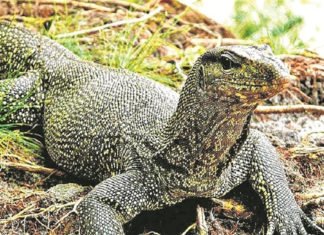 Bengal Monitor Lizard Were Raped And 4 Were Arrested in Maharashtra