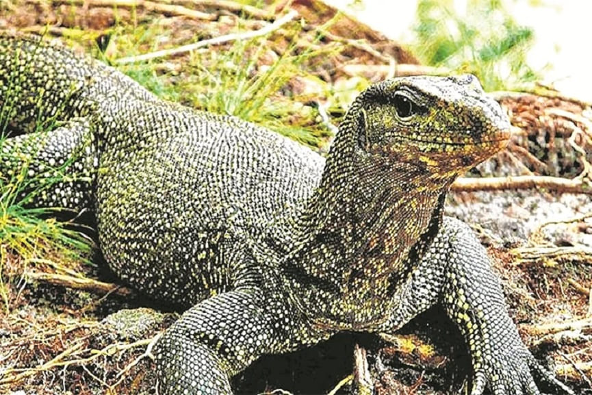 Bengal Monitor Lizard Were Raped And 4 Were Arrested in Maharashtra Bengal Monitor Lizard Were Raped And 4 Were Arrested in Maharashtra