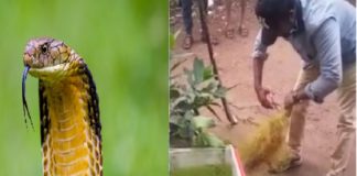 കൊല്ലത്ത് പാമ്പ് പിടുത്തക്കാരന് മൂര്ഖന്റെ കടിയേറ്റു