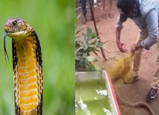 കൊല്ലത്ത് പാമ്പ് പിടുത്തക്കാരന് മൂര്ഖന്റെ കടിയേറ്റു