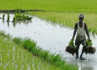 വ്യാപക കൃഷിനാശം; ആയിരം ഏക്കറിനടുത്ത് നെൽകൃഷി നശിച്ചു, ദുരിതം Widespread crop failure; Nearly a thousand acres of paddy fields were destroyed
