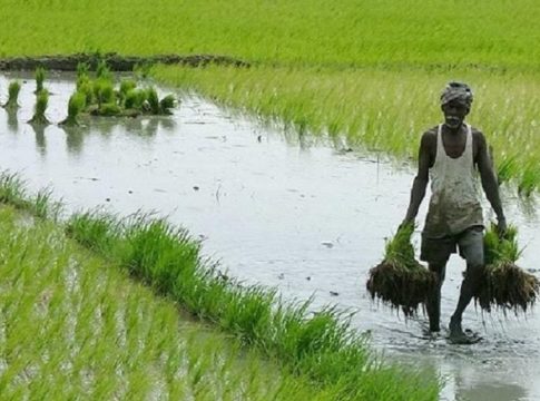 Widespread crop failure; Nearly a thousand acres of paddy fields were destroyed