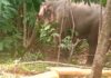 Elephants turns violent