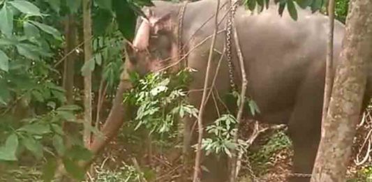 Elephants turns violent