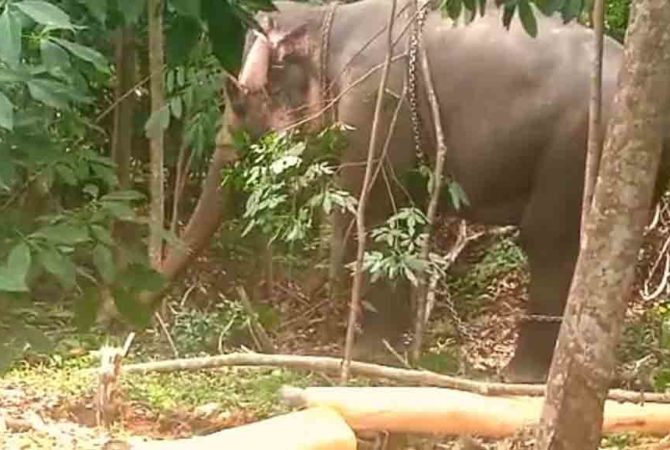 Elephants turns violent