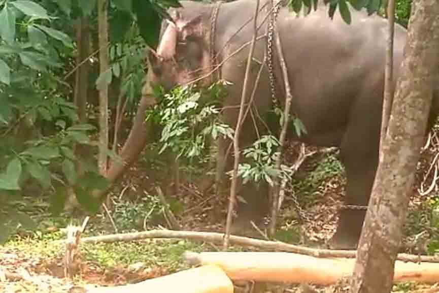 Elephant In Thiruvananthapuram, elephant killed Pappan