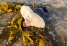 lips like Human, 1.5 m long; The rare creature landed on the shore