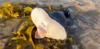 lips like Human, 1.5 m long; The rare creature landed on the shore