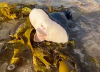 മനുഷ്യന്റേത് പോലുള്ള ചുണ്ടുകൾ, ഒന്നര മീറ്റർ നീളം; അപൂർവ ജീവി തീരത്തടിഞ്ഞു lips like Human, 1.5 m long; The rare creature landed on the shore