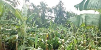 26 Crores Damage in Farming Sector In Wayanad Due To Rain