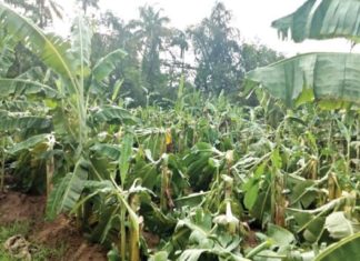 26 Crores Damage in Farming Sector In Wayanad Due To Rain