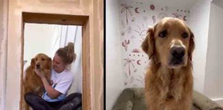 amazing house for pet dog under stairs; Video goes viral
