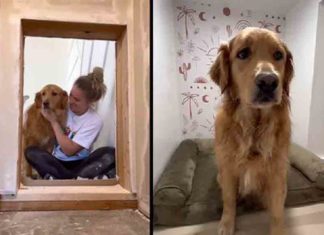 സ്റ്റെയറിനടിയിൽ വളർത്തുനായക്ക് കിടുക്കാച്ചി വീട്; വീഡിയോ വൈറൽ amazing house for pet dog under stairs; Video goes viral