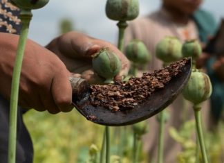 Taliban Bans THe Drug Cultivation In Afghanistan