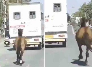 സഹോദരിയുമായി ആംബുലൻസ് പുറപ്പെട്ടു; 5 കിലോമീറ്റർ പിറകെ ഓടി കുതിര Ambulance leaves with sister; The horse ran after 5 km