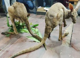 Three Kangaroos Were Found In Bengal