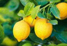 Lemon Price Increased To 200 Per Kilogram