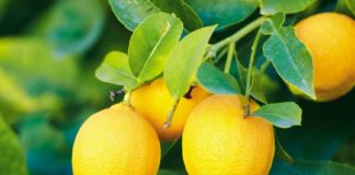 ചെറുനാരങ്ങയ്ക്ക് പൊള്ളും വില; കിലോയ്ക്ക് 200 ആയി ഉയർന്നു Lemon Price Increased To 200 Per Kilogram