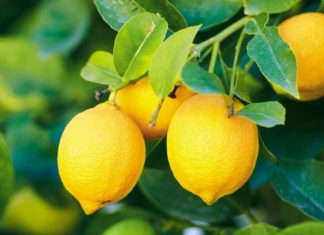 Lemon Price Increased To 200 Per Kilogram