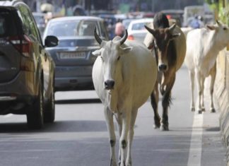 Gujarat Passes Bill To Control The Cattle Menace In Urban Areas