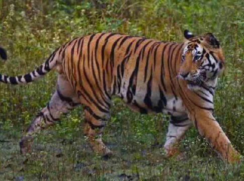The presence of the tiger again in the populated area of Wayanad