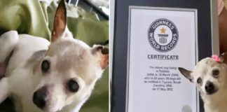 22ആം വയസിൽ ഗിന്നസ് റെക്കോർഡ്; ലോകത്തിലെ ഏറ്റവും പ്രായം കൂടിയ നായയായി ‘പെബ്ബിൾസ്’