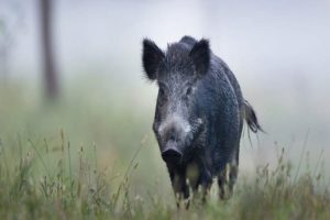 Wild Boar Attack On Student In Kozhikode