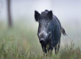 Wild Boar Attack On Student In Kozhikode