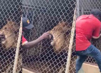 സിംഹക്കൂട്ടിൽ കയ്യിട്ട് യുവാവ്; വിരൽ കടിച്ചെടുത്ത് സിംഹം man-gets-a-bite-from-lion