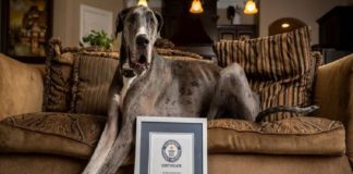 ശരിക്കും ഒരു കുതിരയെ പോലെ! കാഴ്ചക്കാരെ അമ്പരപ്പിച്ച് ലോകത്തിലെ ഏറ്റവും വലിയ നായ World's tallest dog confirmed: Meet 'Zeus' the Texas Great Dane