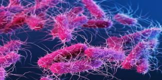 Shigella Found In Most Of The Samples Collected From Cheruvathur Kasargod