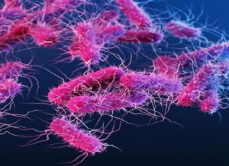 Shigella Found In Most Of The Samples Collected From Cheruvathur Kasargod