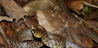 10,000 വർഷങ്ങൾക്ക് മുൻപ് കാണാതായി; ആ പാമ്പ് ഇവിടെയുണ്ട്… Disappeared 10,000 years ago; That snake is here ...