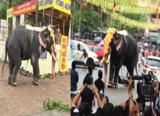 പൂരനഗരിയിൽ എഴുന്നളിപ്പിനായി എത്തിച്ച ആന വിരണ്ടു; ഉടൻ തളച്ചു