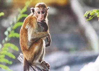 monkey-fled-with-evidence-
