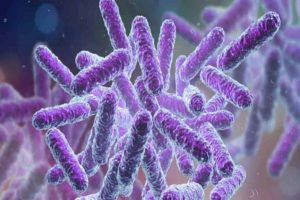 shigella-bacteria
