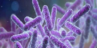 shigella-bacteria
