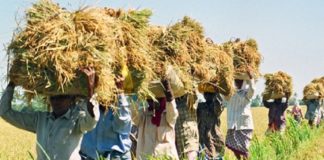 heat Palakkad farmers in crisis, huge losses in agriculture