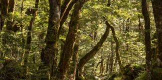 Attack of an unknown creature in Kottayam