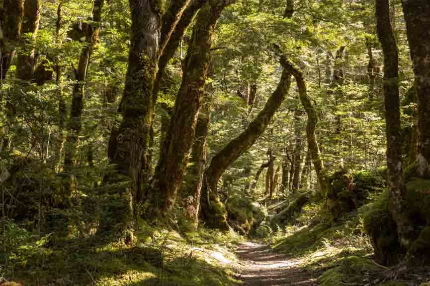 unknown-creature Attack of an unknown creature in Kottayam