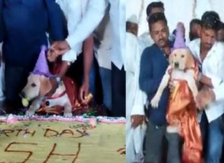 നായയുടെ ‘ഹാപ്പി ബെർത്ത്ഡേ’; 100 കിലോയുടെ കേക്ക് മുറിച്ച് ആഘോഷം man cuts 100 kg cake for dog birthday
