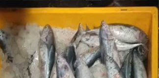 10750 Kilogram Stale Fish Seized From Kollam Through Operation Malsya