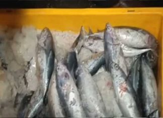 10750 Kilogram Stale Fish Seized From Kollam Through Operation Malsya