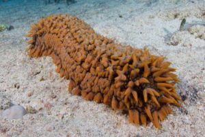 Oman Bans The Sale Of Sea Cucumber For Three Years