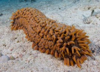 Oman Bans The Sale Of Sea Cucumber For Three Years