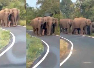 'Z +++' security for baby elephant; Video goes viral