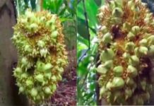 jackfruit without shell in idukki curious