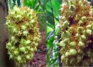 jackfruit without shell in idukki curious