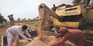 UAE Suspend The Export Of Indian Wheat For Four Months