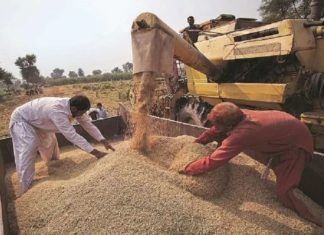 ഇന്ത്യൻ ഗോതമ്പിന്റെ കയറ്റുമതിക്ക് വിലക്ക് ഏർപ്പെടുത്തി യുഎഇ UAE Suspend The Export Of Indian Wheat For Four Months
